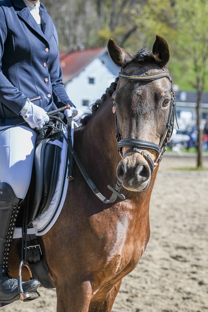 体育管理中 体育管理中